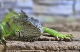 <p>LEGUÁN ZELENÝ (Iguana iguana) motýlí dům Jonsdorf, Německo</p>